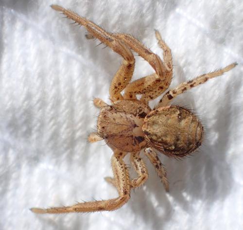 Xysticus sp.